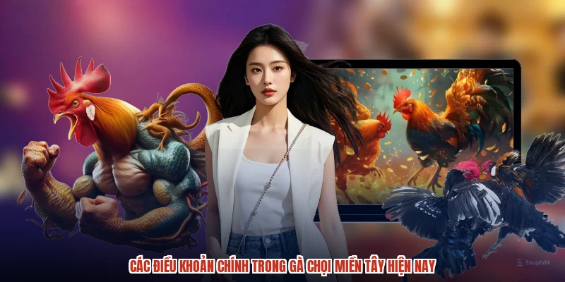 Các điều khoản chính trong gà chọi miền tây hiện nay