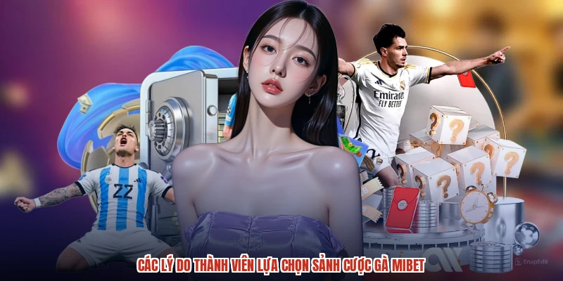 Các lý do thành viên lựa chọn sảnh cược gà MIBET