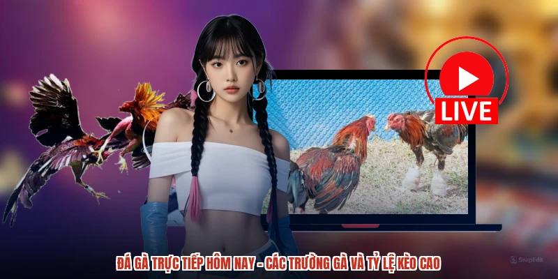 Đá Gà Trực Tiếp Hôm Nay - Các Trường Gà Và Tỷ Lệ Kèo Cao