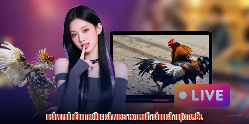 Khám phá kênh trường gà MIBET hot nhất sảnh gà trực tuyến.