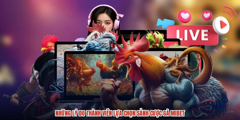 Những lý do thành viên lựa chọn sảnh cược gà MIBET